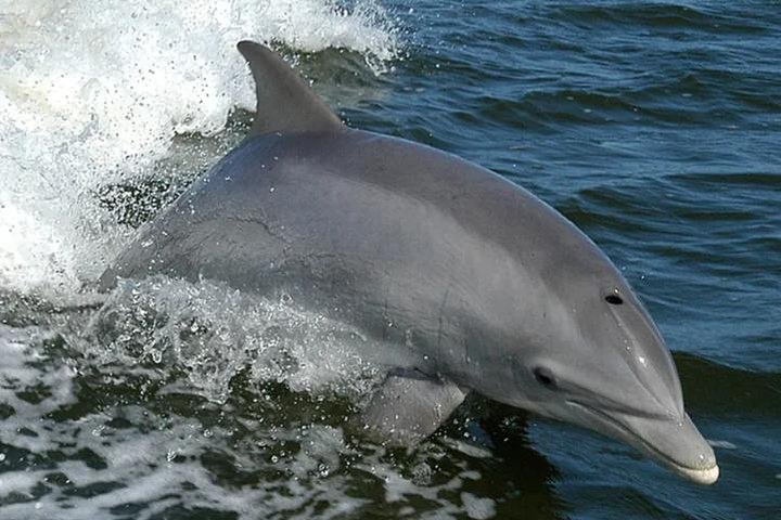 Dolphin surfaces in Wolf Bay of Orange Beach